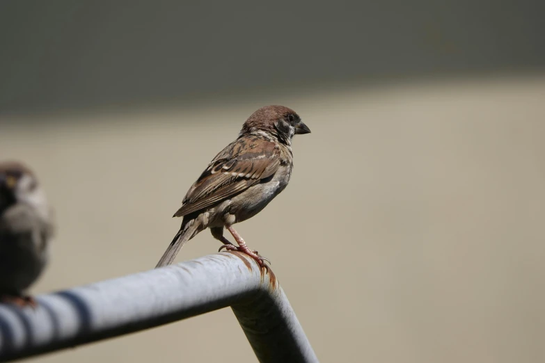 two birds that are sitting on a fence