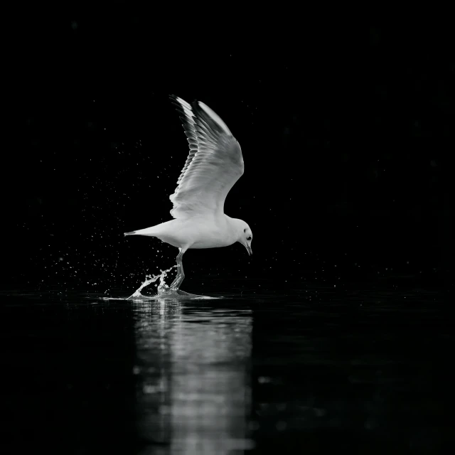 a bird that is flying over the water