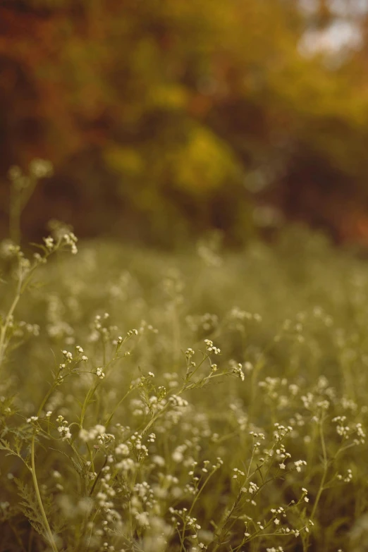 a field of weeds that are growing in the grass