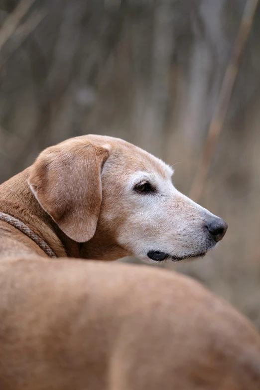 a dog that is sitting down in the woods