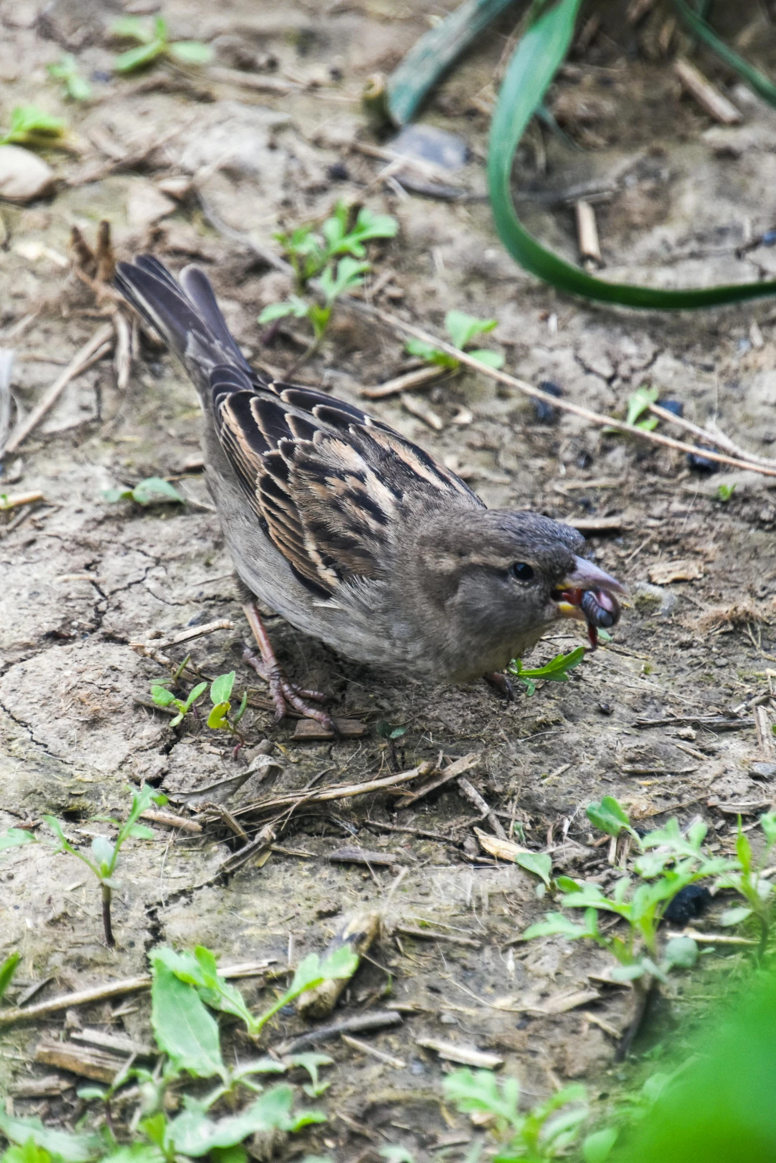 the little bird is walking through the grass