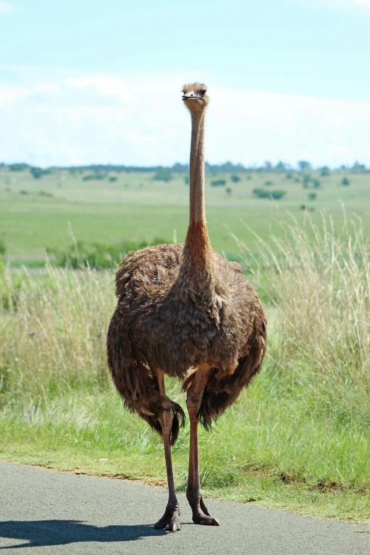 an ostrich standing in the street by some tall grass