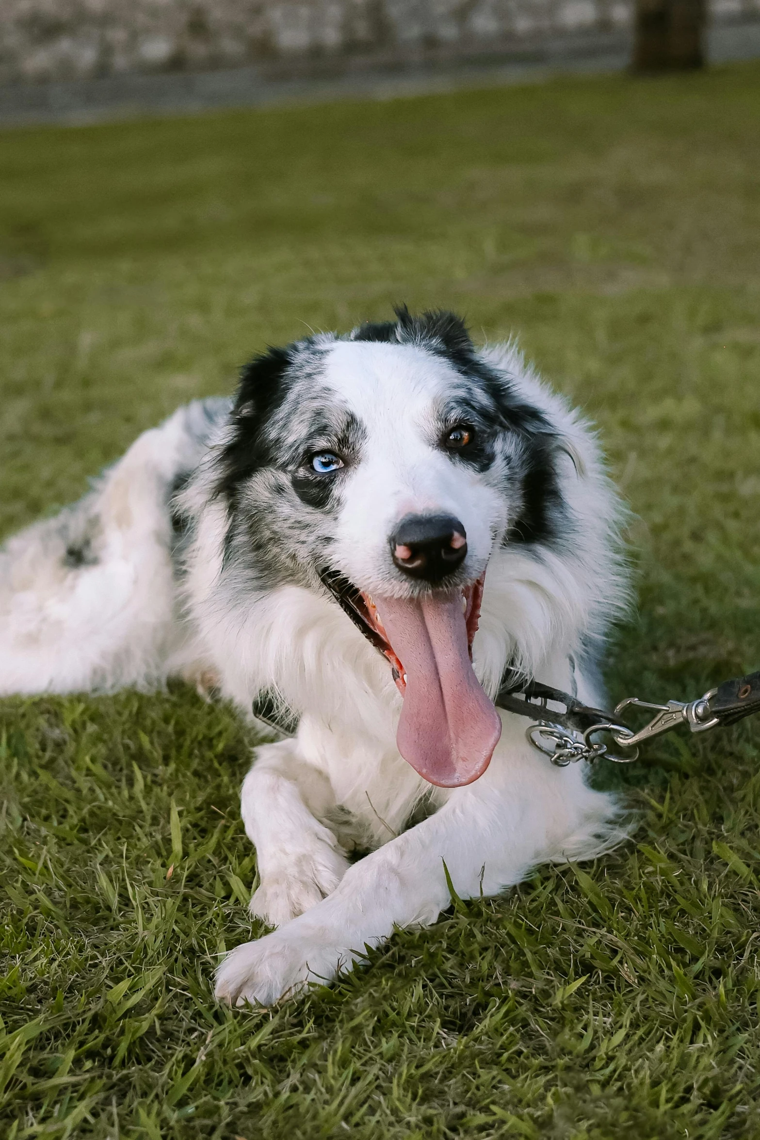 a white and black dog laying on top of a grass covered ground