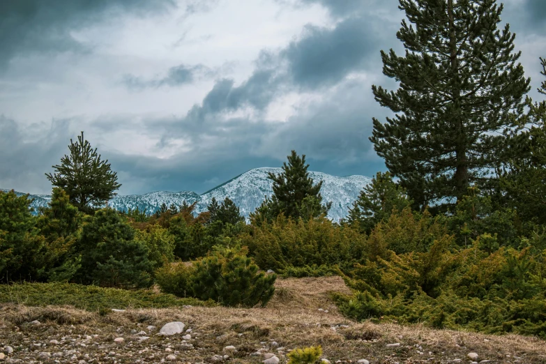 a forest is in the distance with a snow capped mountain in the distance