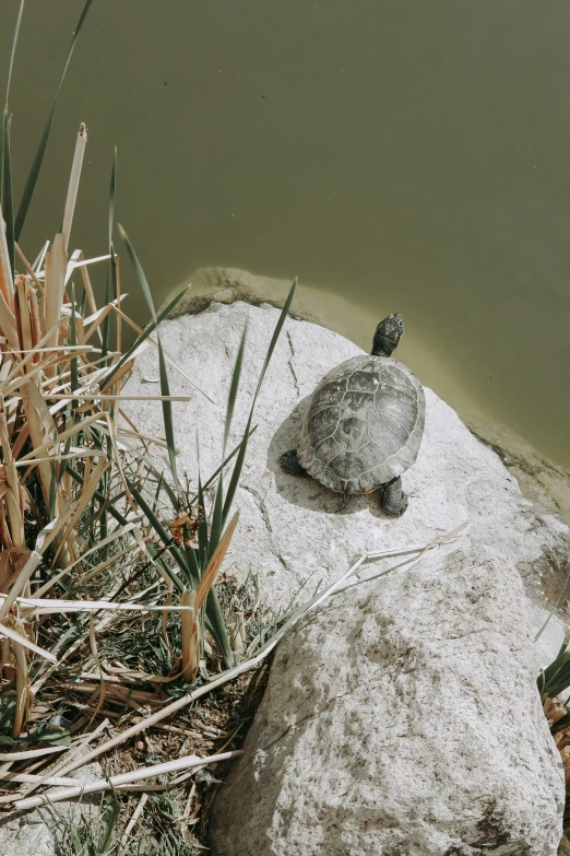 a turtle sitting on top of a big rock