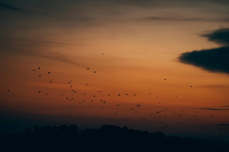 several birds fly above the trees at sunset