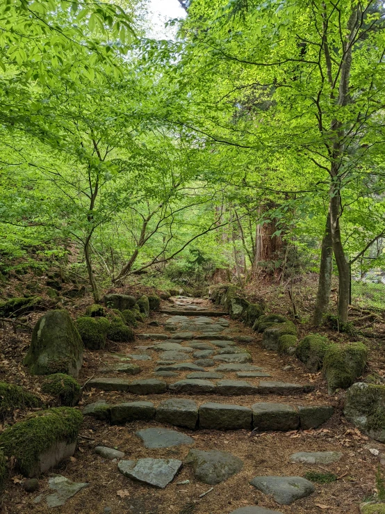 stepping stones set into the forest to lead to another path