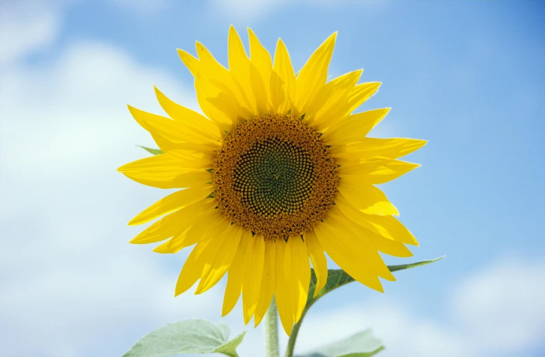 a sunflower and a blue sky with white clouds