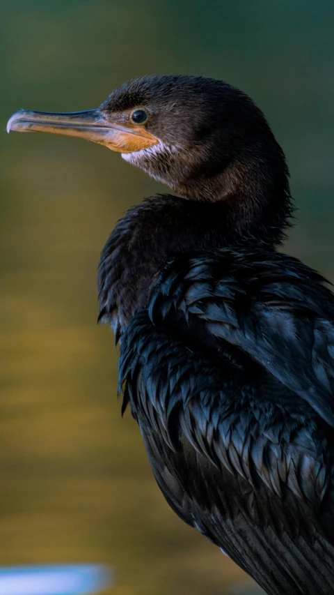 a large bird with a very black and brown head