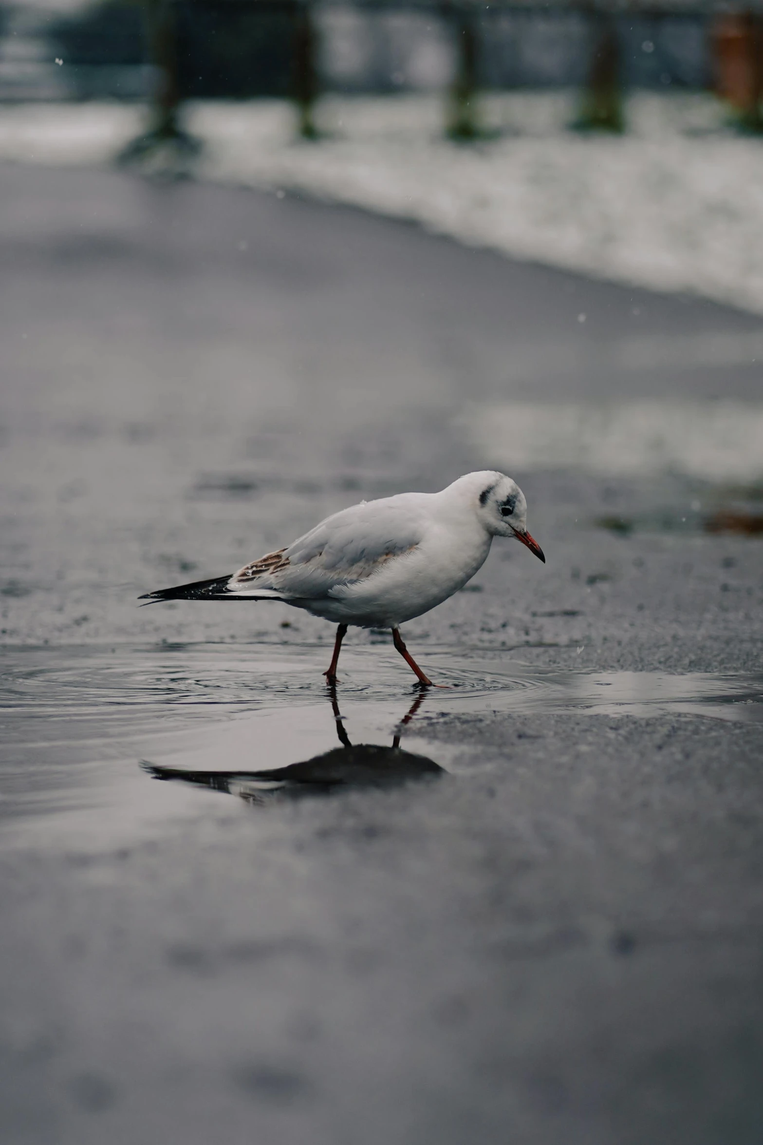 white bird walking across wet sidewalk next to ocean