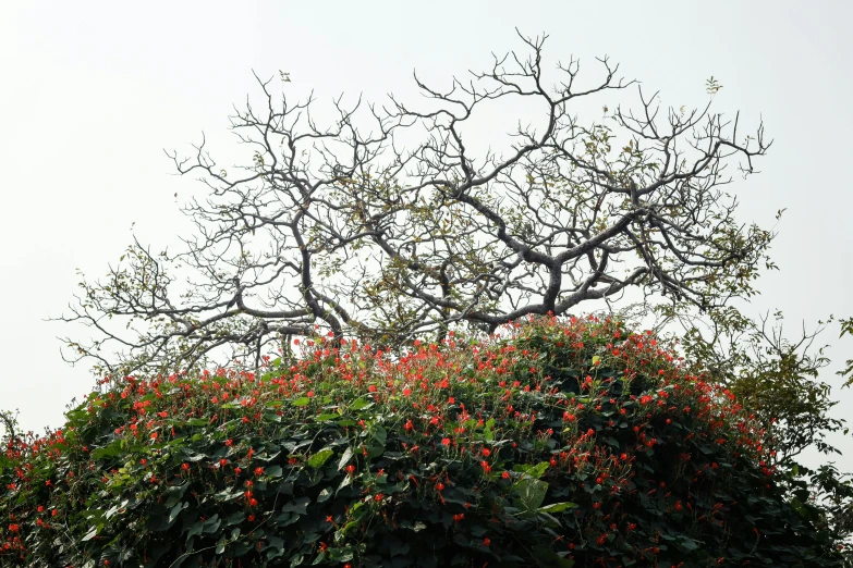 the sky is gray and there are a lot of red flowers on the tree