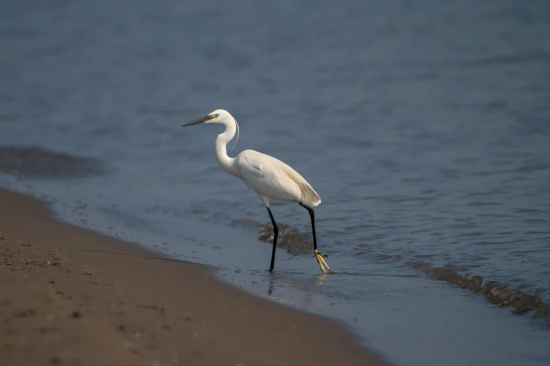 a white bird with long legs standing on the beach