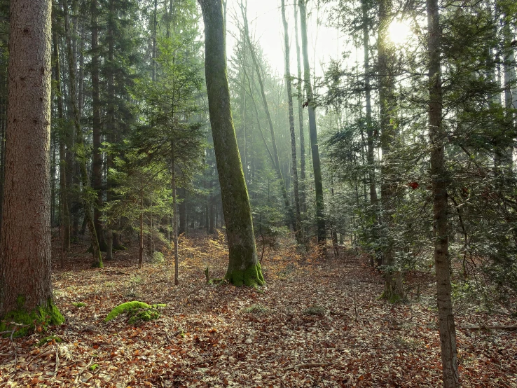 a lush, forested forest with tall trees and yellow leaves