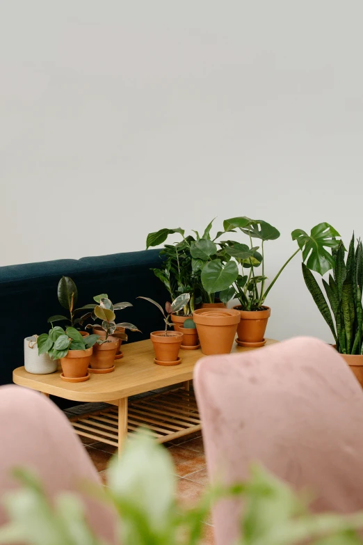 three chairs with plants in the middle of them