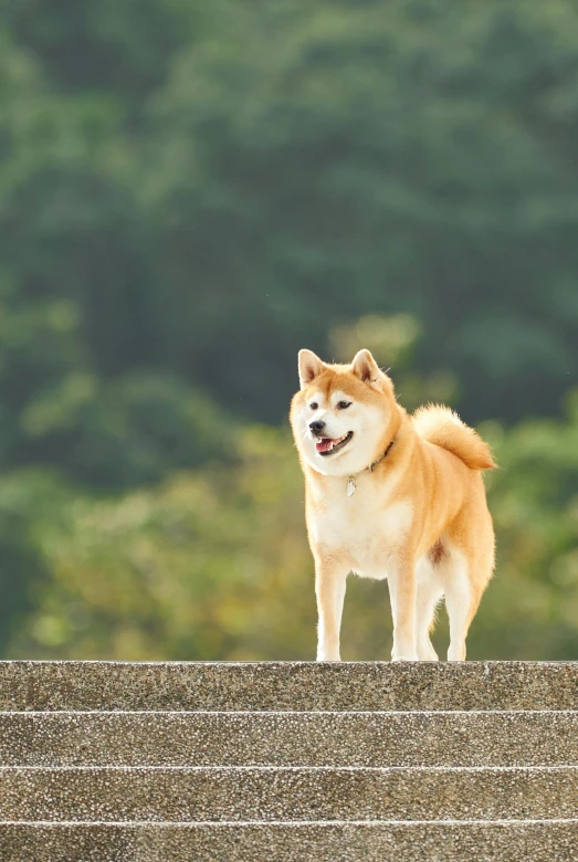 a dog standing on a ledge looking up