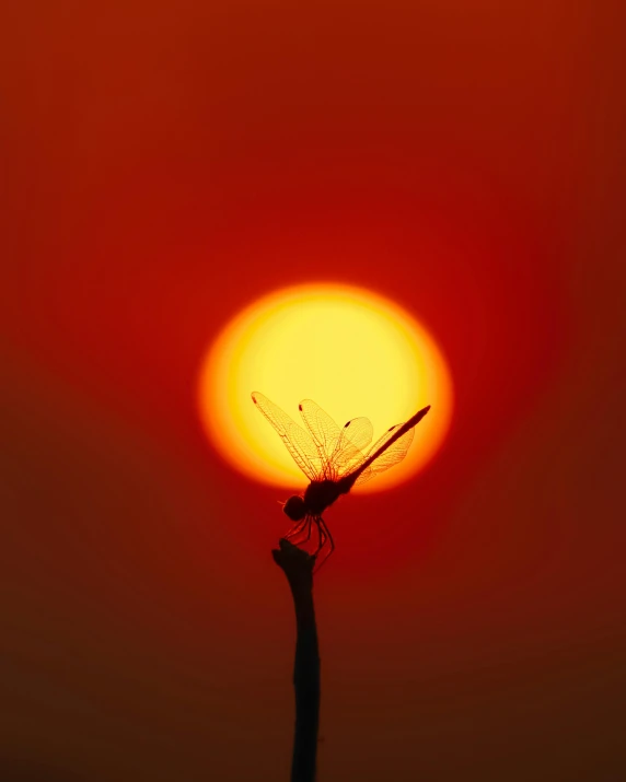 a very large dragon sitting in front of a bright sun