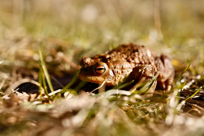 the frog is sitting in the grass looking at soing