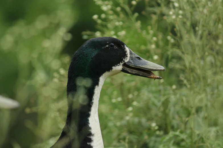 a goose with a green neck looking to the side