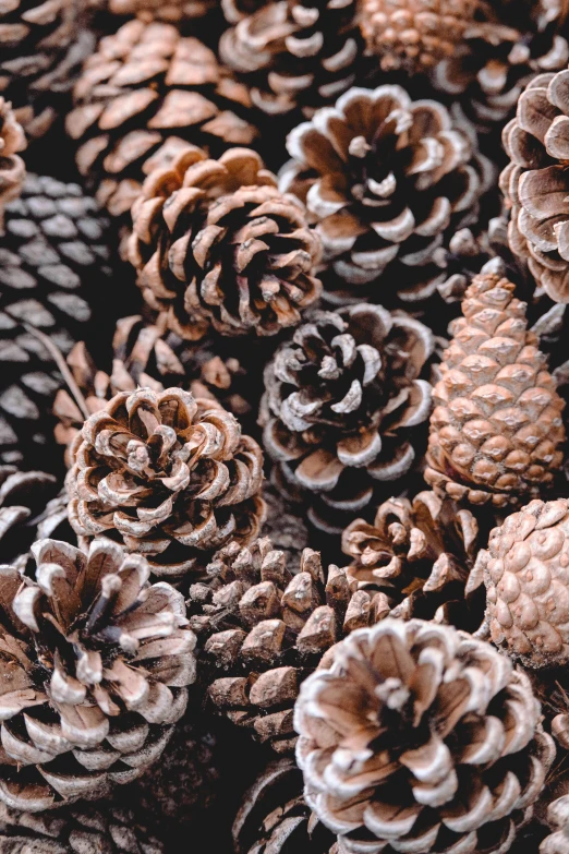 some brown pine cones on a black surface