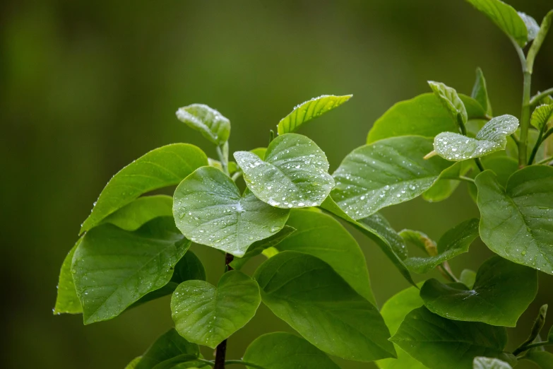 a small leaf in the rain, on the leaves