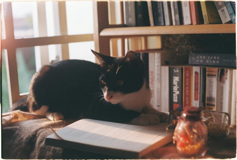 a cat is sitting on a bed next to an open book