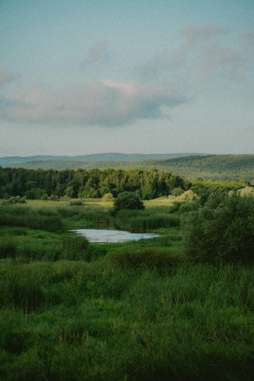 a blue sky is above a lake on a grassy field