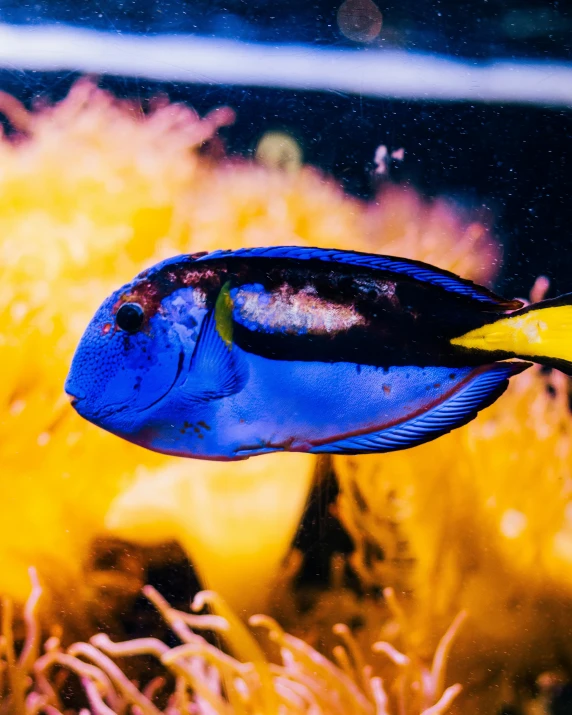 a colorful fish is swimming in an aquarium