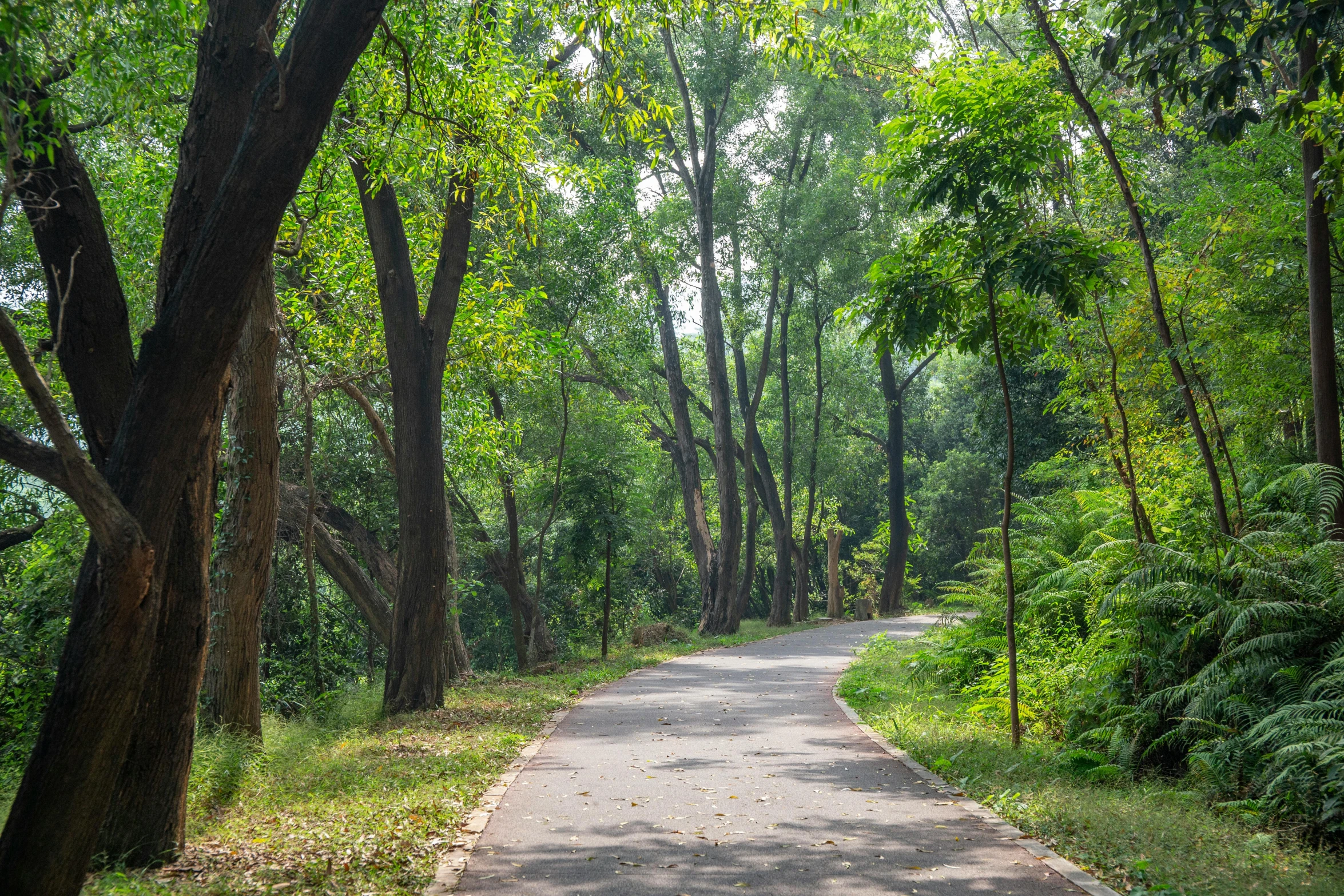 a road with trees on both sides between two green bushes