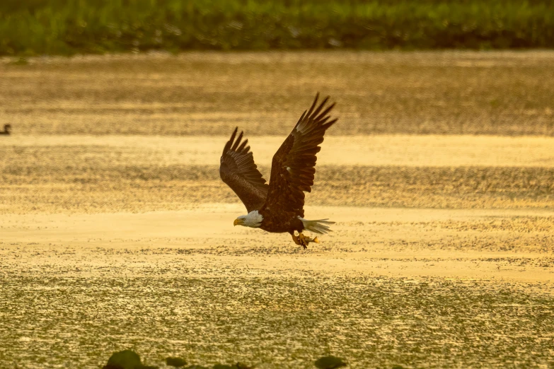 an eagle landing in water with its wings spread