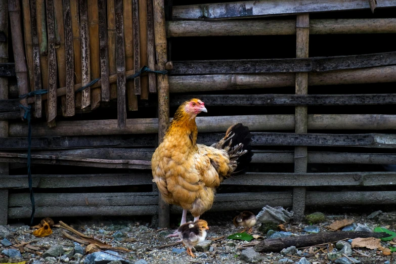 two large brown and orange hens in front of a wooden structure