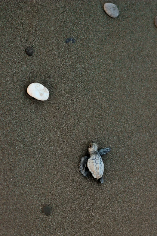 several small shells and a sea turtle on the sand