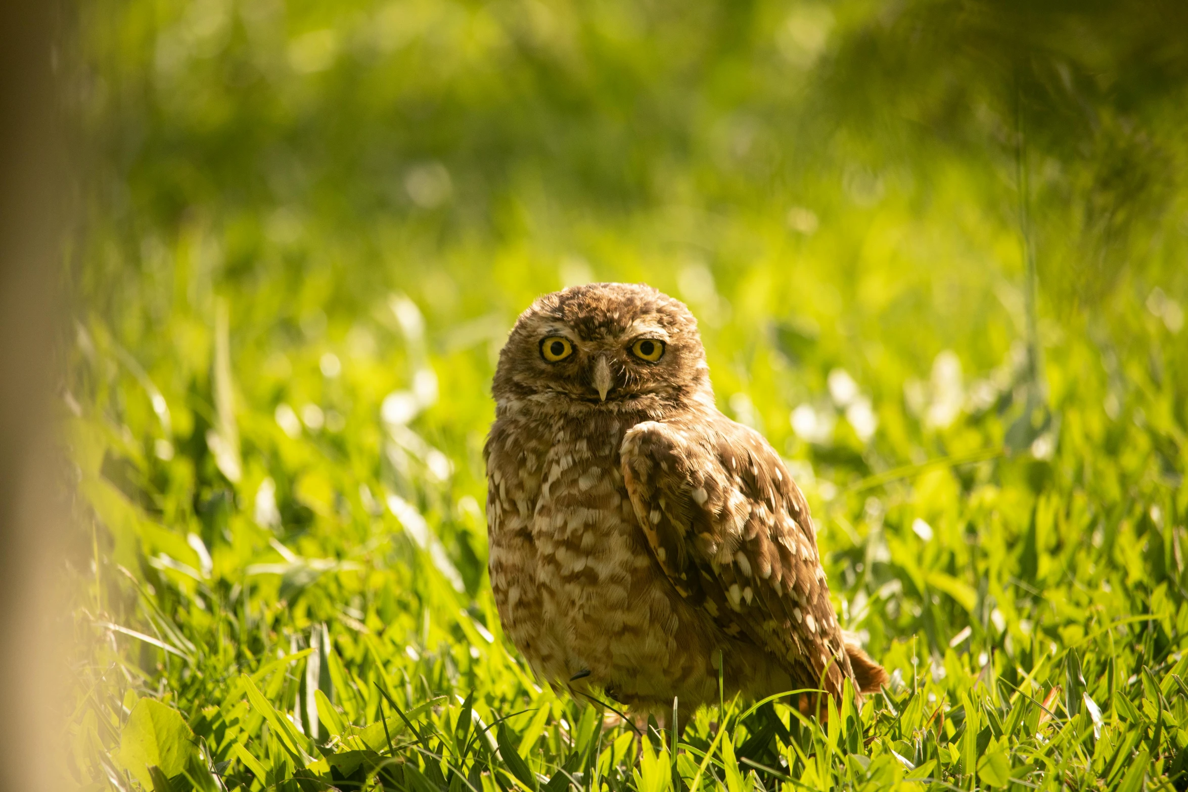 a small brown and white owl standing in the grass