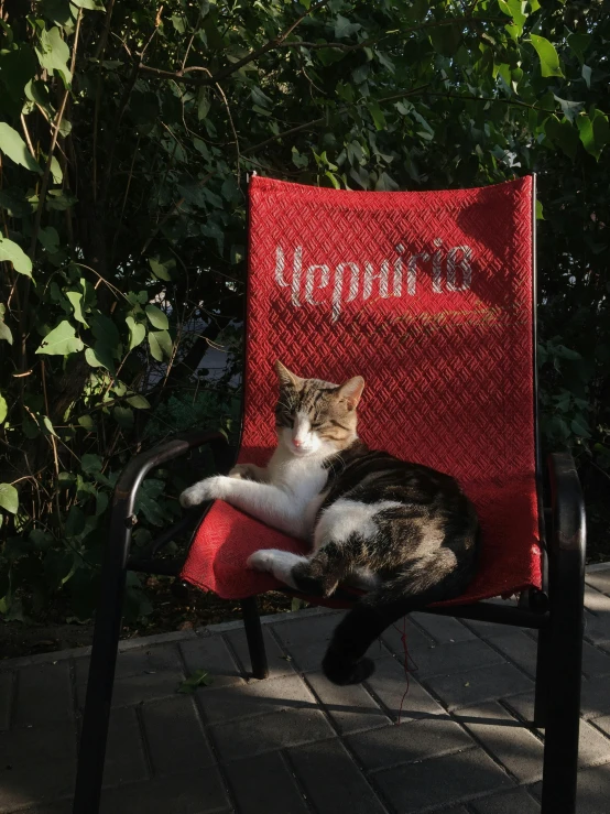 there is a cat that is sitting in the chair