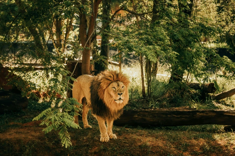 a lion walking through the jungle, with a fallen tree