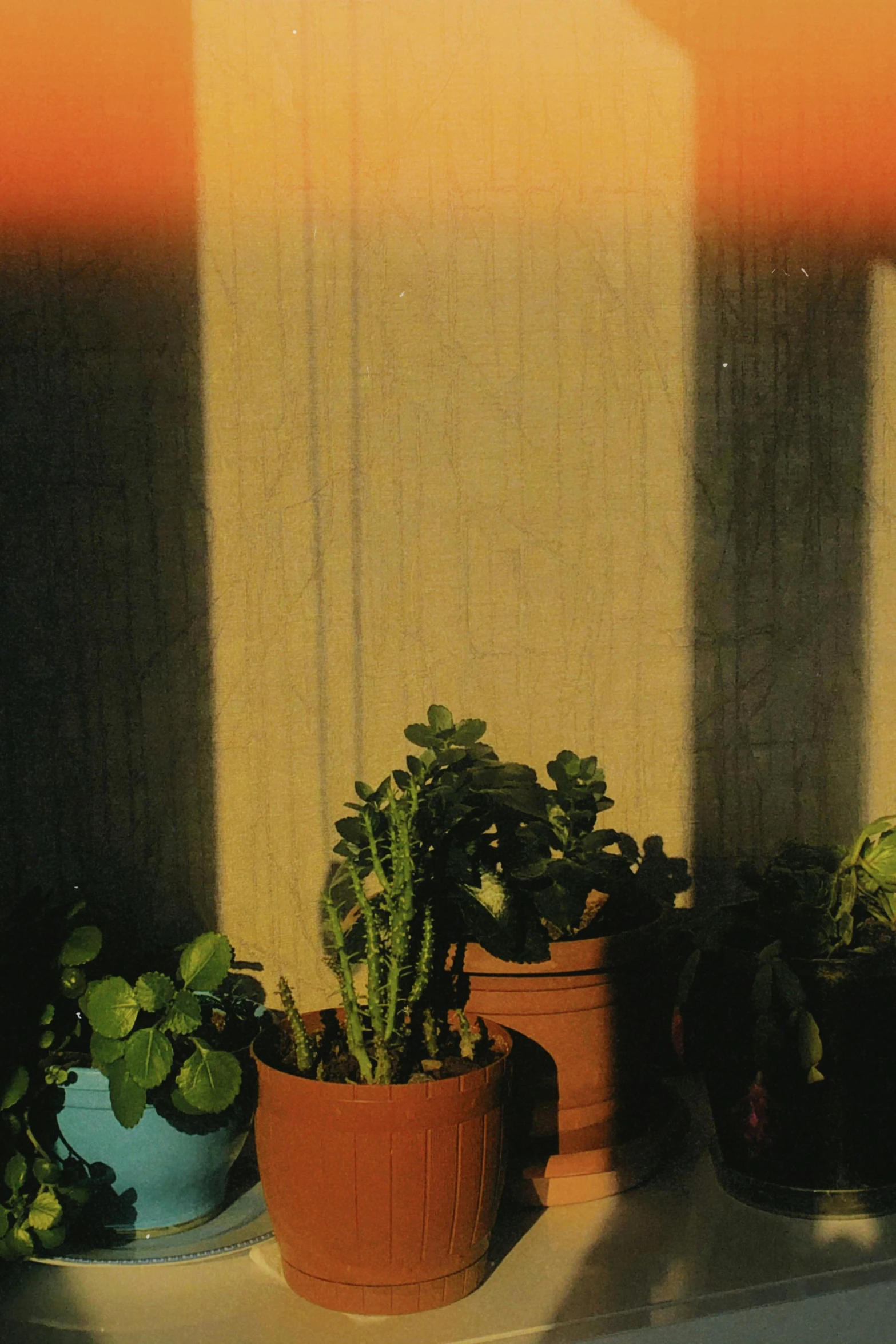 three potted plants sit on a window sill