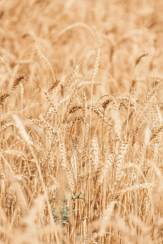 there is an orange and brown po of a field