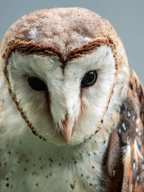 an owl with white and brown spots is staring off the camera