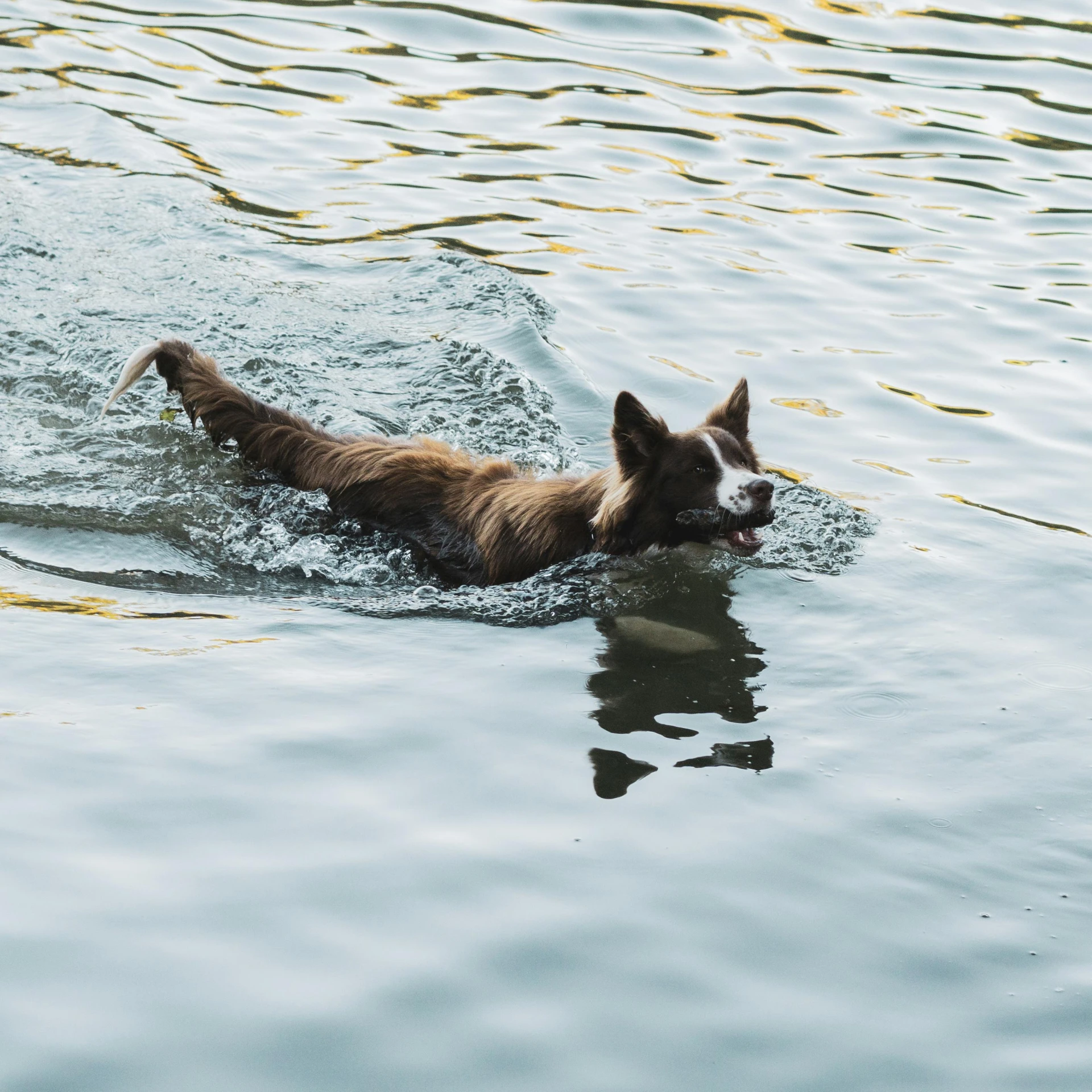 a brown and white dog is swimming in the water