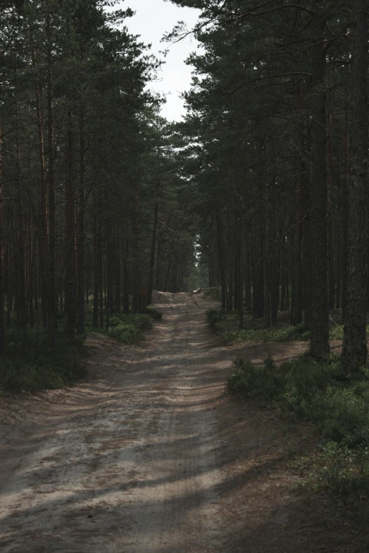 the road winds through the woods as it is full of tall trees