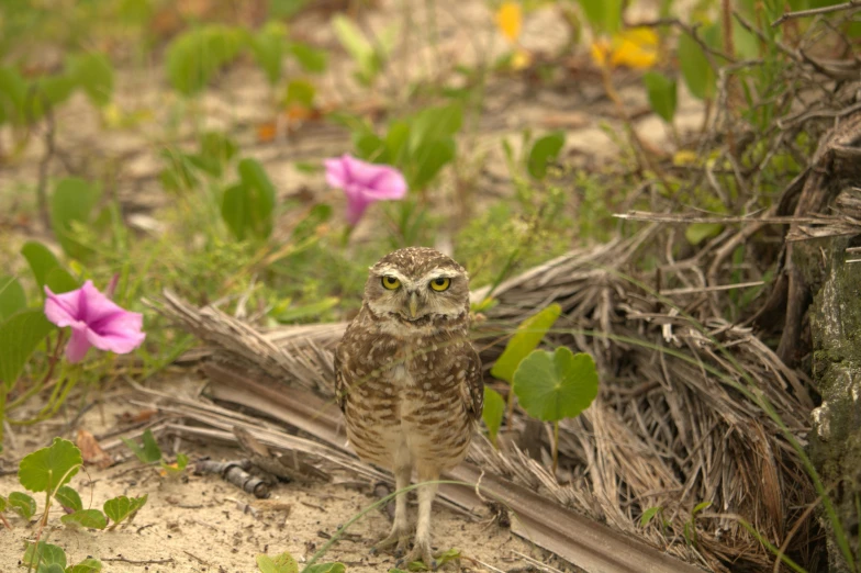 a bird standing in the middle of some bushes and flowers