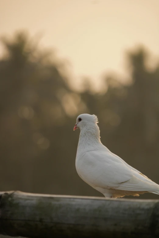 a bird sitting on top of a wooden bench