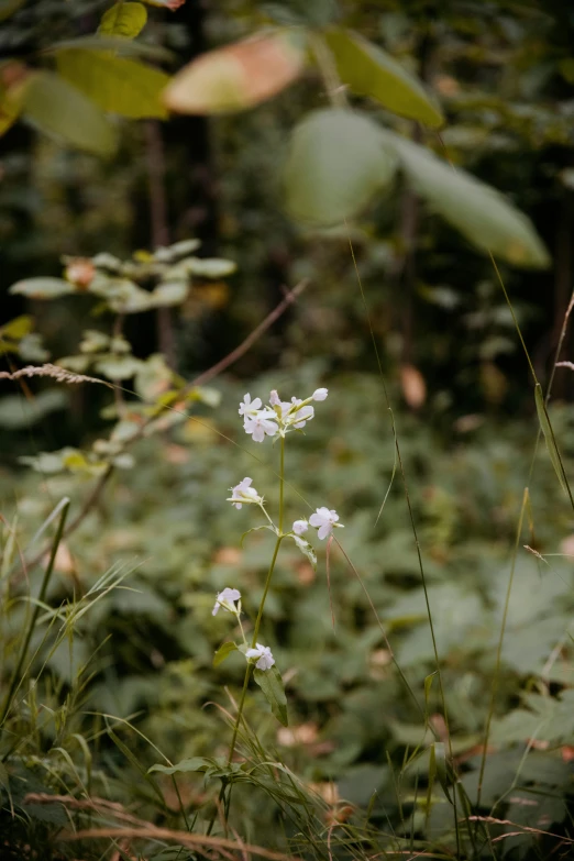 a group of wild flowers in the midst of vegetation