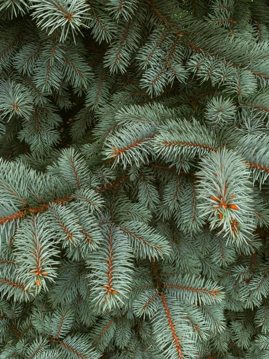 closeup of pine nches with red needles