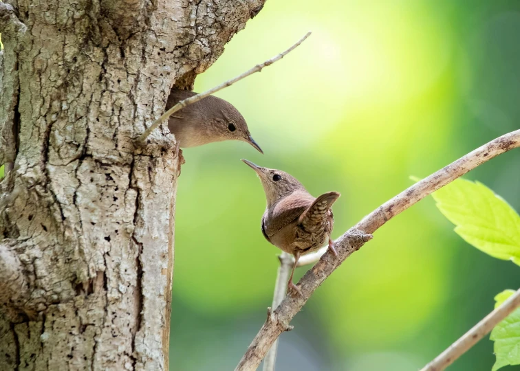 the birds are perched on the nches of the tree