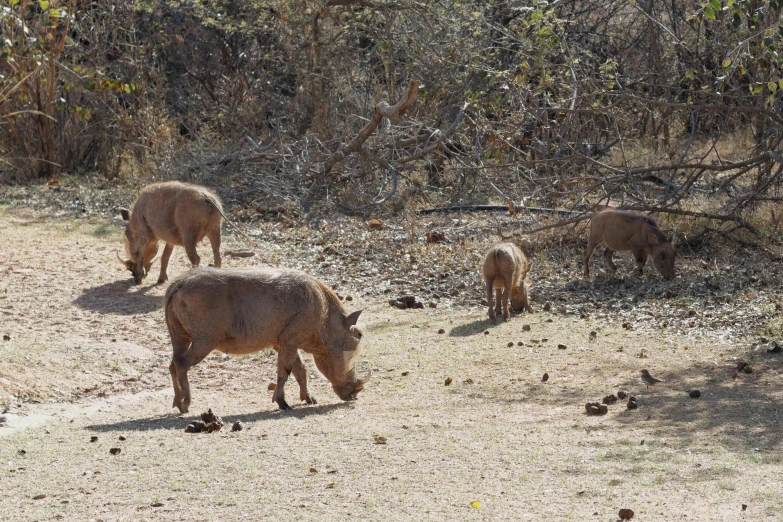 a herd of cattle grazing in a dusty area next to trees