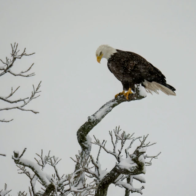 a bald eagle sitting on top of a tree nch in the snow