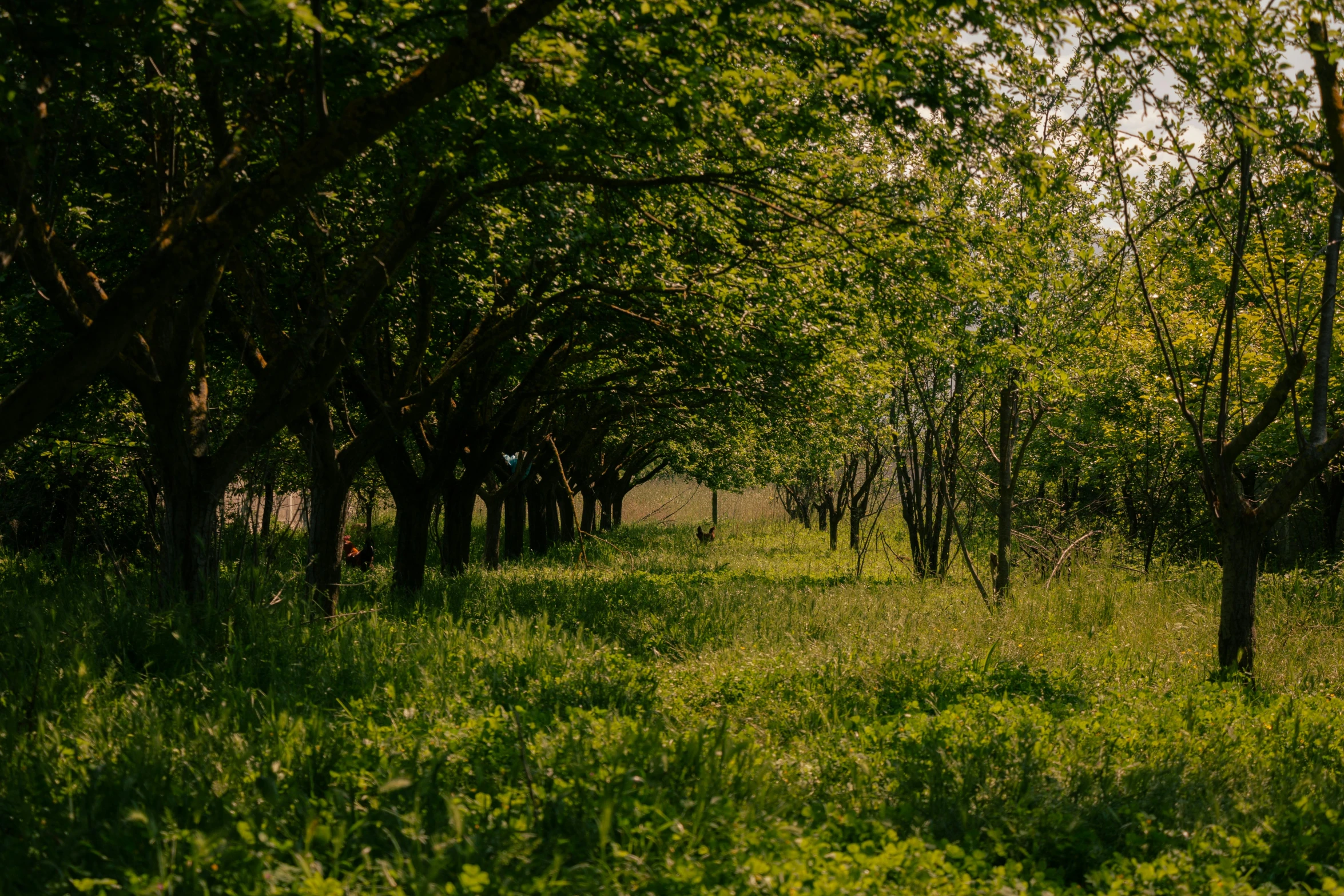 a road lined with trees and grass with a small motorcycle parked in the background