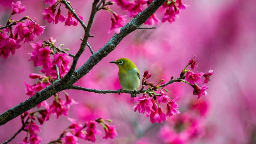 a bird sits on the nch of a flowering tree