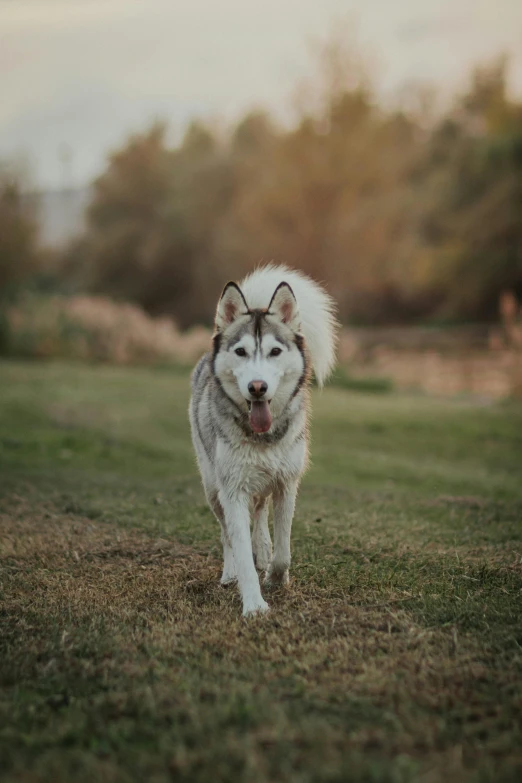 a husky runs through a grassy field with his tongue out