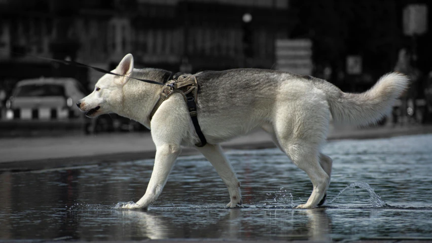 a husky walks along the sidewalk and on his leash